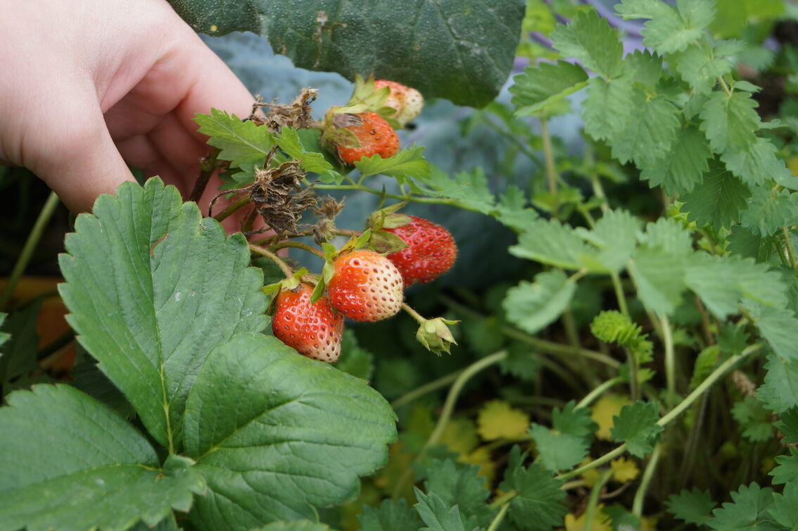 Erdbeeren auf dem Romano-Guardini-Platz