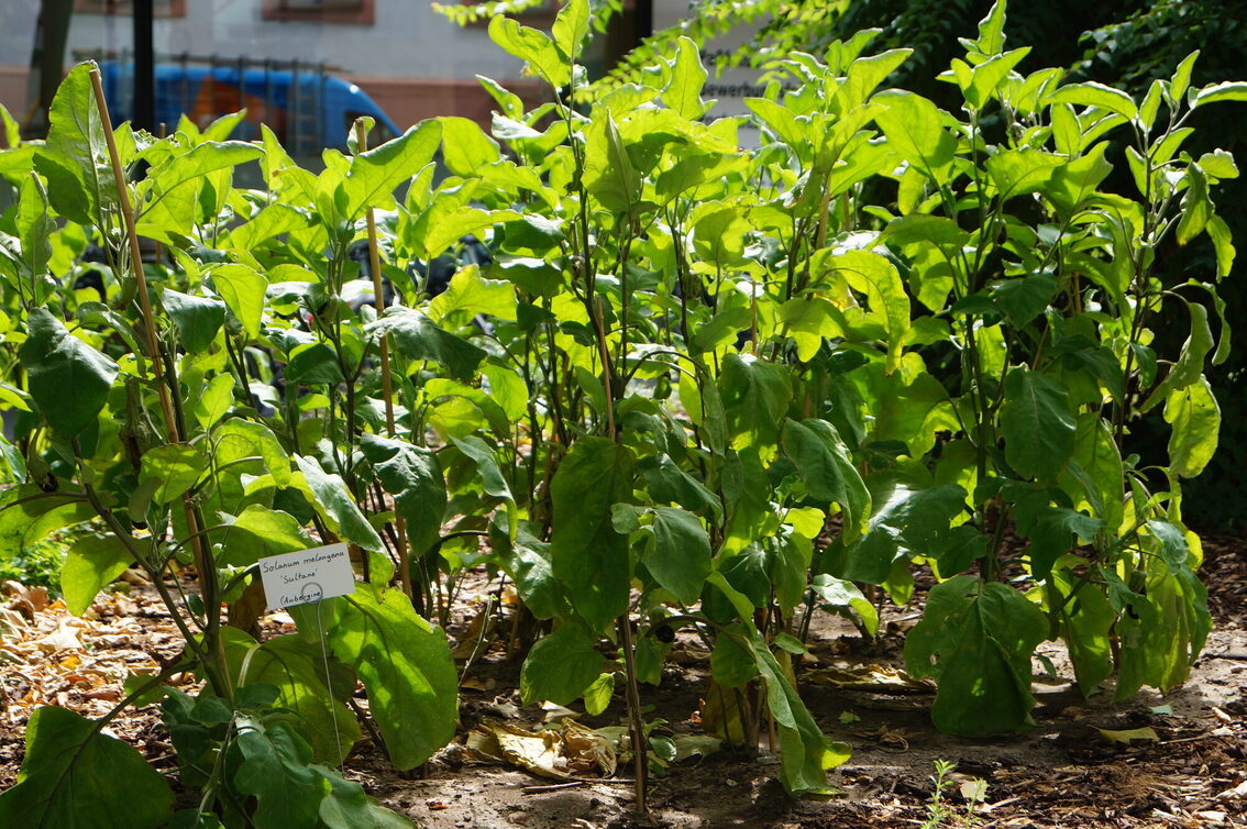 Pflanzen im Garten am Schillerplatz