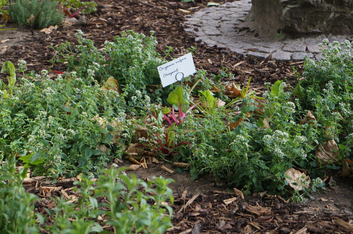 Urban Gardening am Schillerplatz