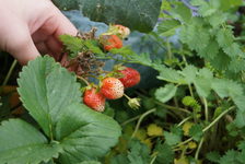 Bildergalerie Urban Gardening Urban Gardening - Erdbeeren Lecker: Auch Erdbeeren wachsen in den Hochbeeten