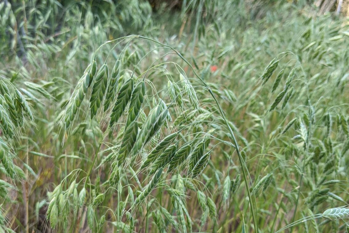 Bromus grossus