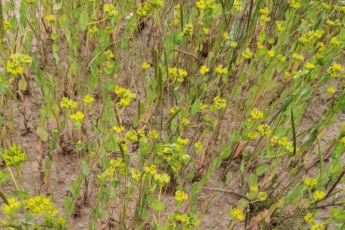 Bupleurum rotundifolium