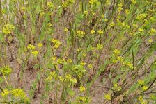 Bildergalerie Erhaltungsacker TH Bingen Rundblättriges Hasenohr - Bupleurum rotundifolium