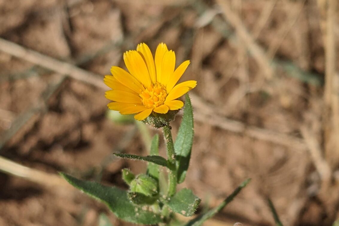 Calendula arvensis