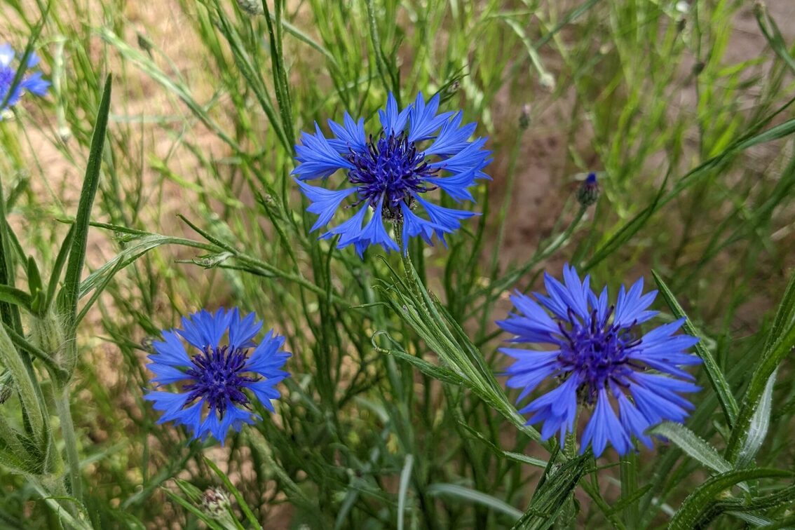 Centaurea cyanus