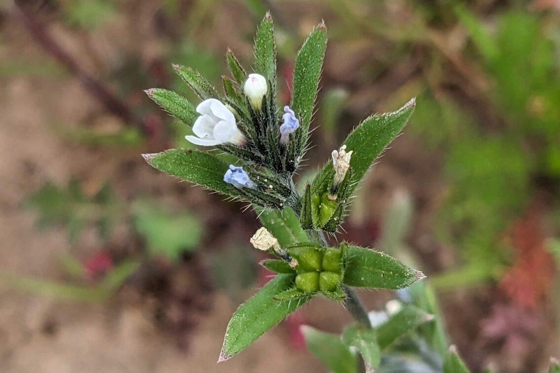 Buglossoides arvense