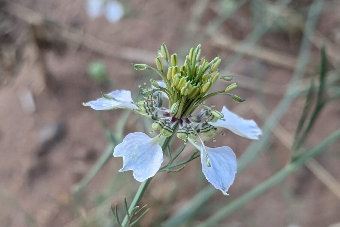 Nigella arvensis