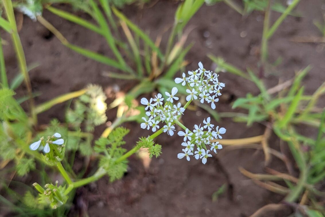 Scandix pecten-veneris