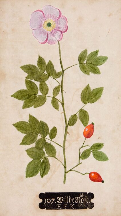 Johann Hieronymus Kniphofs „Naturselbstdruck“ (Erfurt 1733).