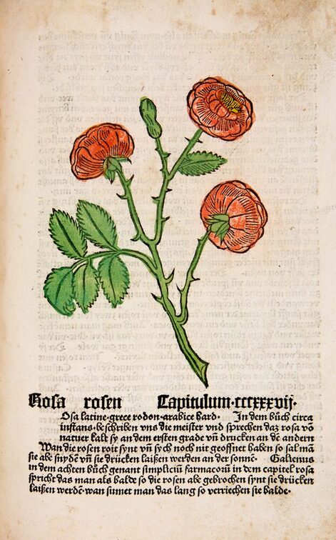 Johann Wonnecke von Kaubs „Gart der Gesundheit“ (Mainz 1485).