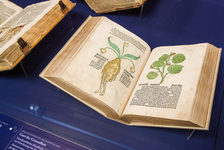 Bildergalerie Gutenberg-Museum "Dauerausstellung" Johann Wonnecke von Kaubs „Gart der Gesundheit“. Auch dieses Volksarzneibuch ist in der Dauerausstellung zu sehen. Druck durch Peter Schöffer 1485 in Mainz.