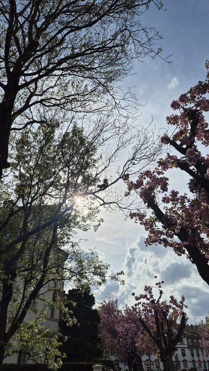 Cherry blossom Mainz