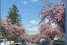 Foto der blühenden Kirschblüten - Ritterstraße