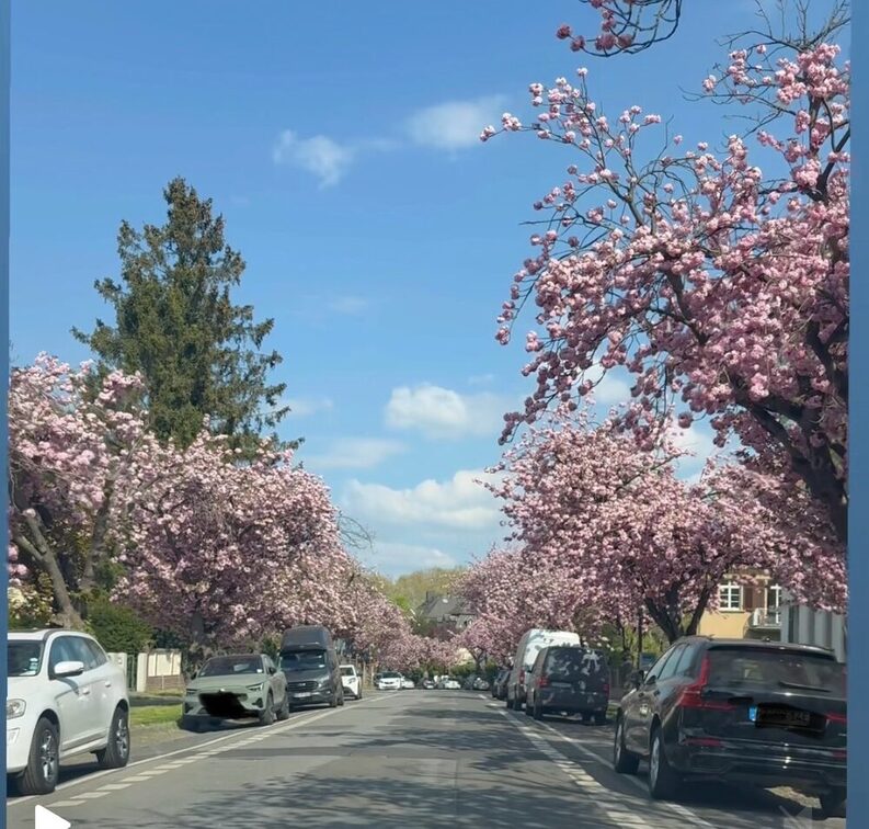 Cherry blossom Mainz