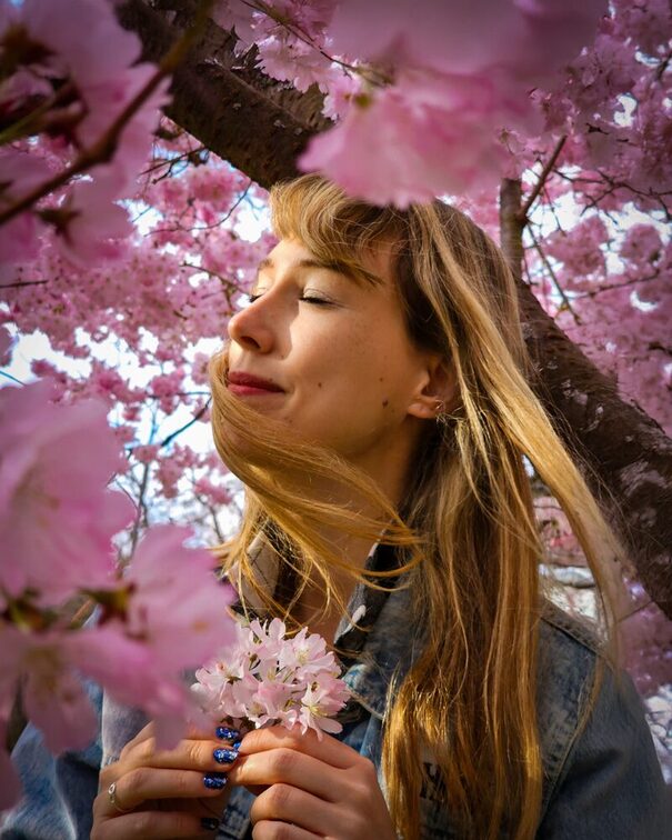 Cherry blossom Mainz