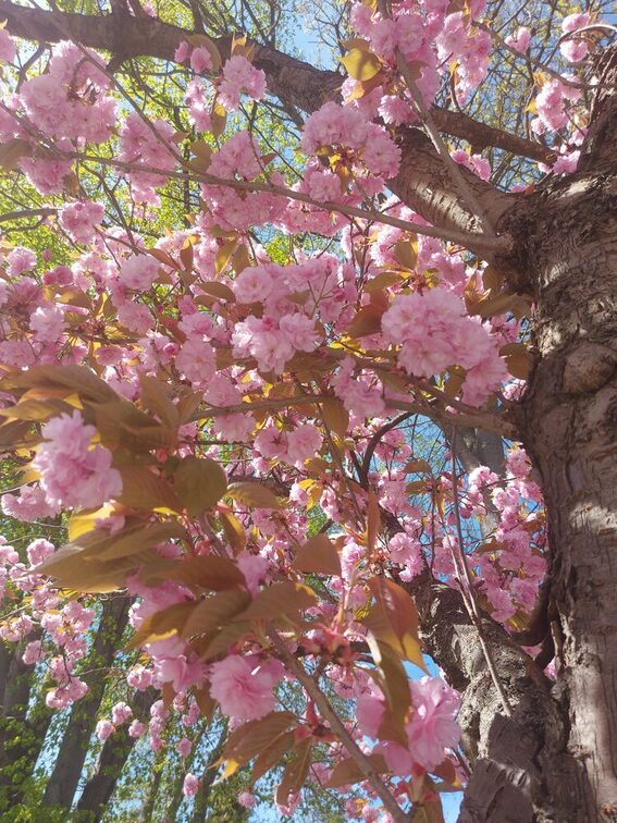 Cherry blossom Mainz