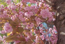 Kirschblüte Mainz