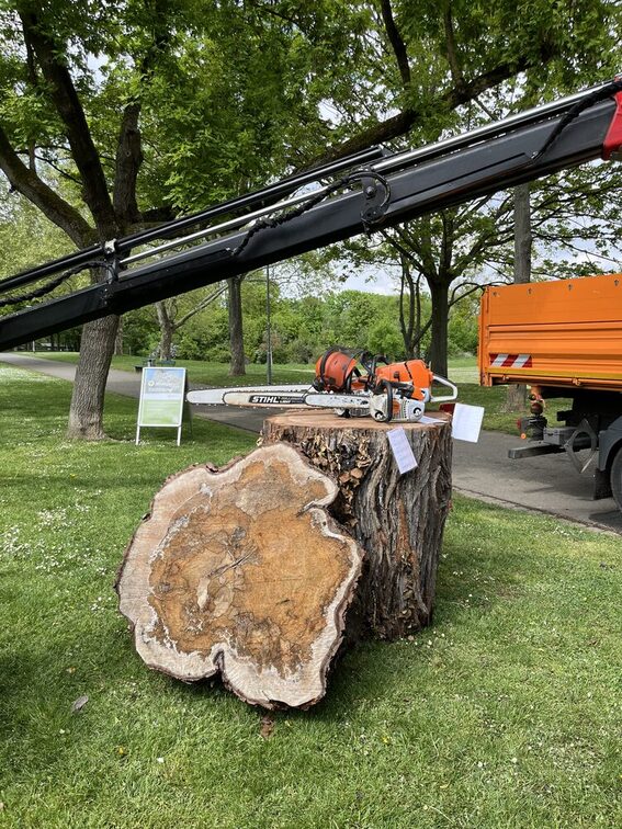 Station Baumentnahme vs. Baumerhalt