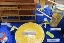 Bildergalerie BienenBücherei Bienen-Ausstellung