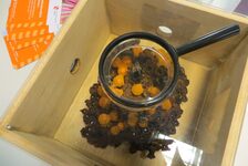 Bildergalerie BienenBücherei Bienen-Ausstellung