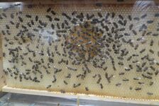 Bildergalerie BienenBücherei Bienen-Ausstellung