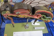 Bildergalerie BienenBücherei Bienen-Ausstellung