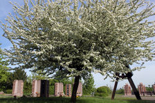 Bildergalerie "Friedhöfe - Mainz-West" Unter Blüten: Eine Kolumbarienanlage auf dem Bezirksfriedhof Mainz-West.