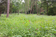 Bildergalerie "Friedhöfe - Mombach"