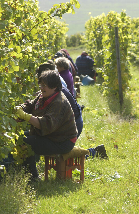 Weinlese im Herbst