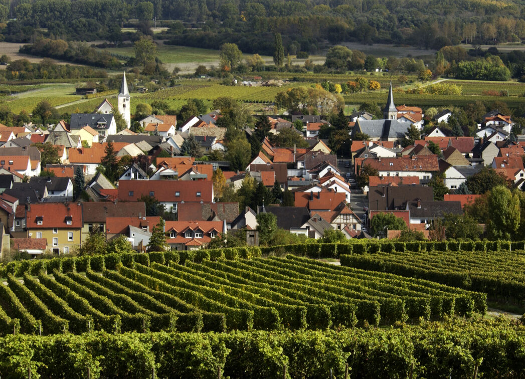 Der rheinhesseische Weinort Dienheim mit Weinberg im Vordergrund