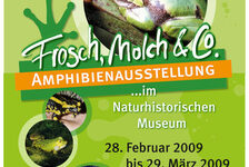 Bildergalerie Sonderausstellungen Amphibienausstellung: Forsch, Molch und Co.