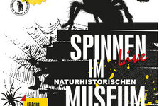 Bildergalerie Sonderausstellungen Spinnen im Naturhistorischen Museum.