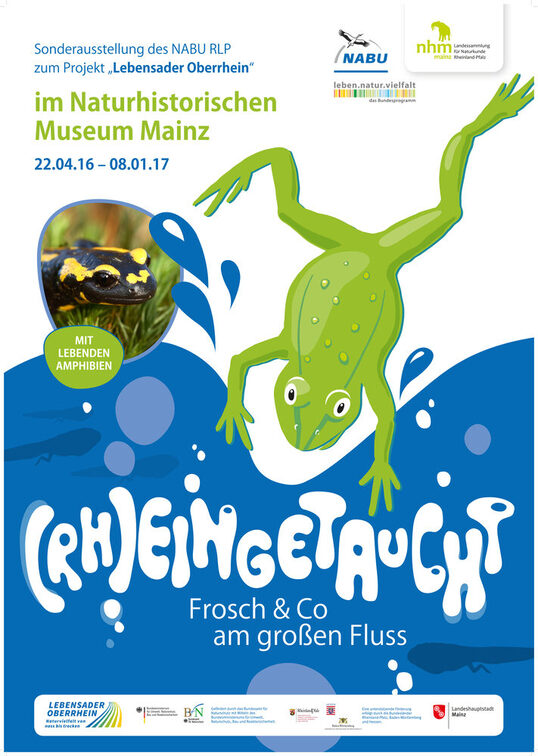 (Rh)eingetaucht. Frosch & Co. am großen Fluss.