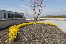 Bildergalerie „Umwelt" - WIRTSCHAFTSBETRIEB Dachterrasse Auch die Dachterrase der Hauptverwaltung in der Industriestraße 70 ist "natürlich" begrünt.