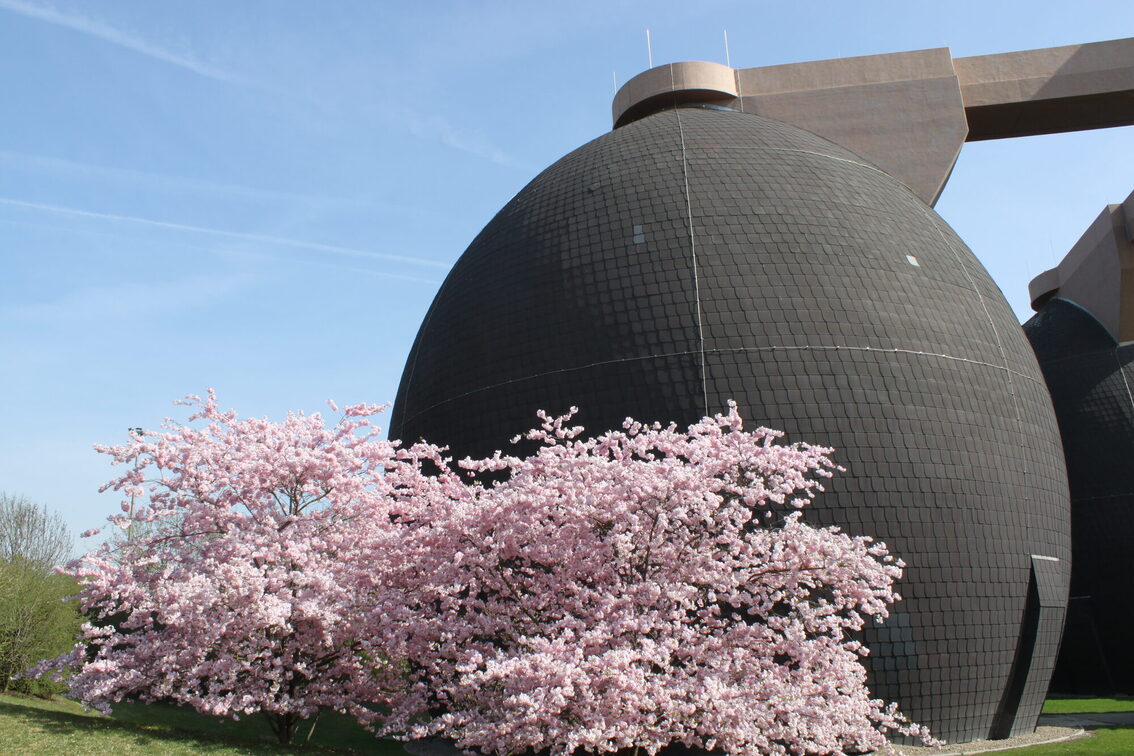 Frühlingsblüten vor den Faultürmen