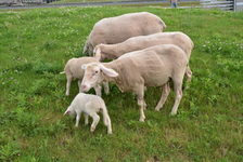 Bildergalerie „Umwelt" - WIRTSCHAFTSBETRIEB - Unsere natürlichen Rasenmäher: Schafe auf dem Klärwerksgelände in Mainz-Mombach