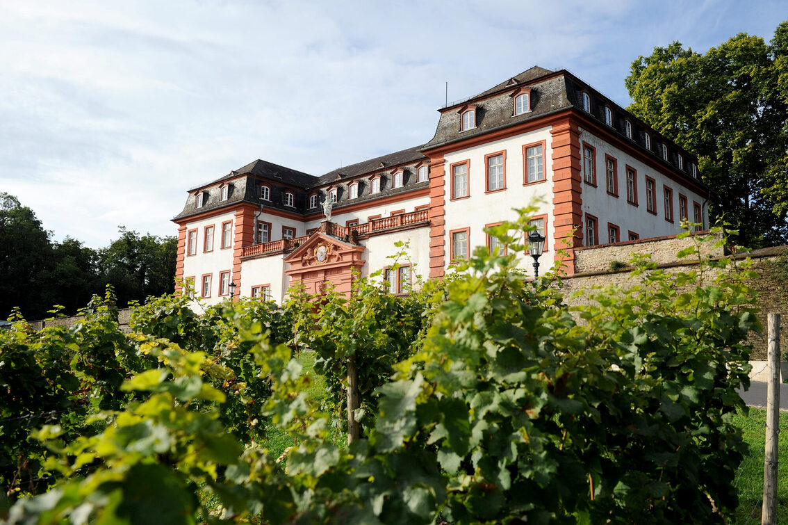 Vineyard in front of the Mainz Citadel