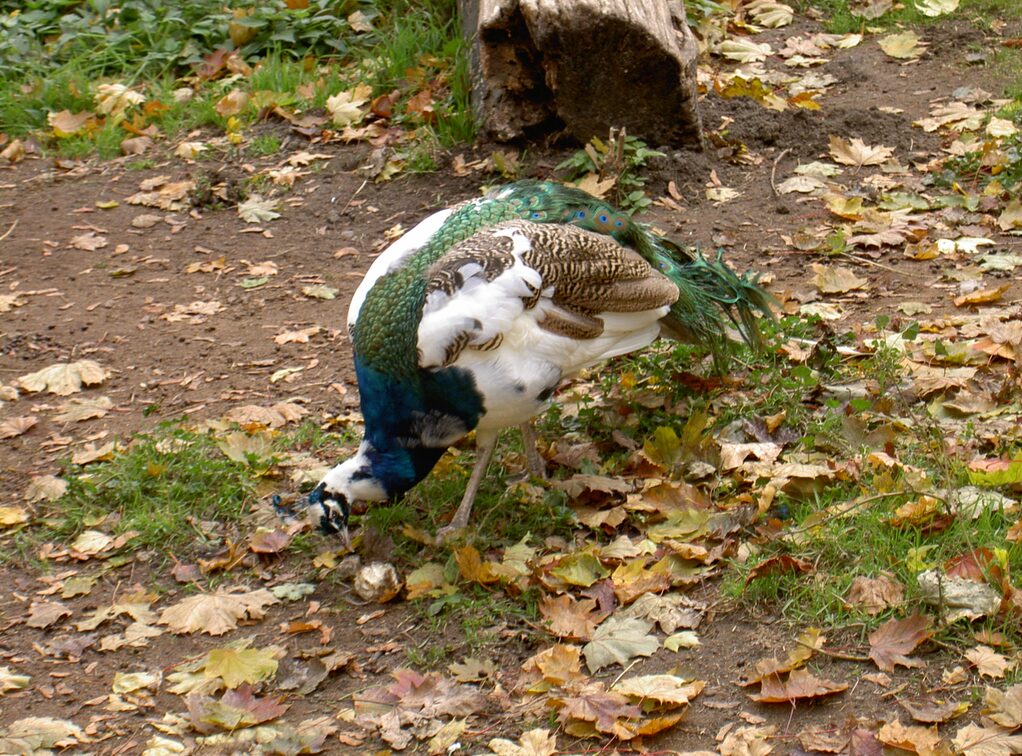 Pfau im Stadtpark