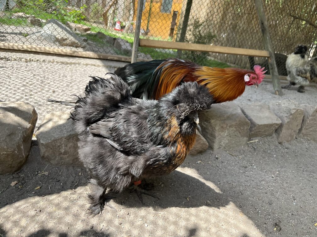 Seide- und Phoenixhuhn