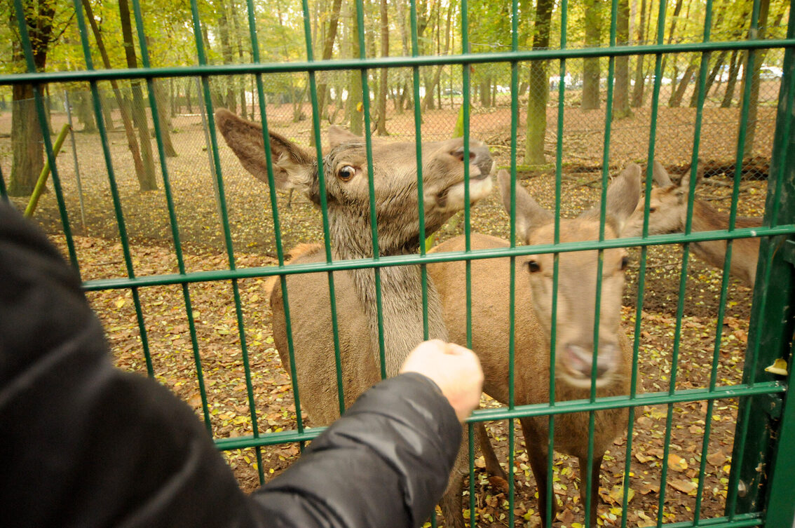 Fütterung im Wildpark