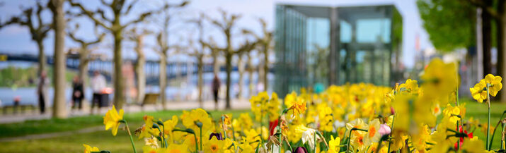 Illustration Mainz erleben (Kultur, Events, Genuss)