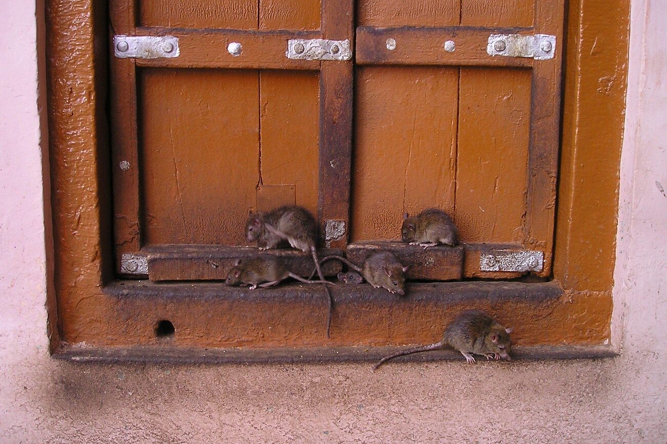 Lots of rats at a window
