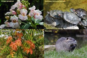 Vier verschiedene Invasive Arten aus Rheinland-Pfalz © pixabay (siehe Bild)