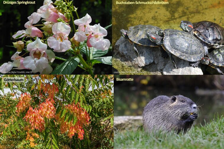 Vier verschiedene Invasive Arten aus Rheinland-Pfalz