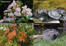 Vier verschiedene Invasive Arten aus Rheinland-Pfalz