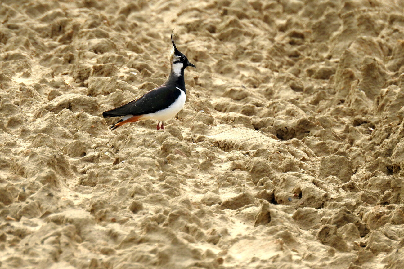 Samiec czajki we wspaniałym upierzeniu