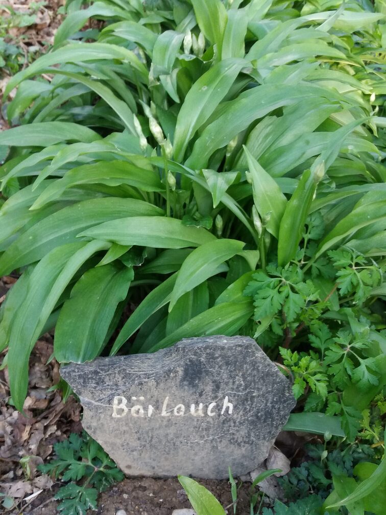 Regional superfood: wild garlic