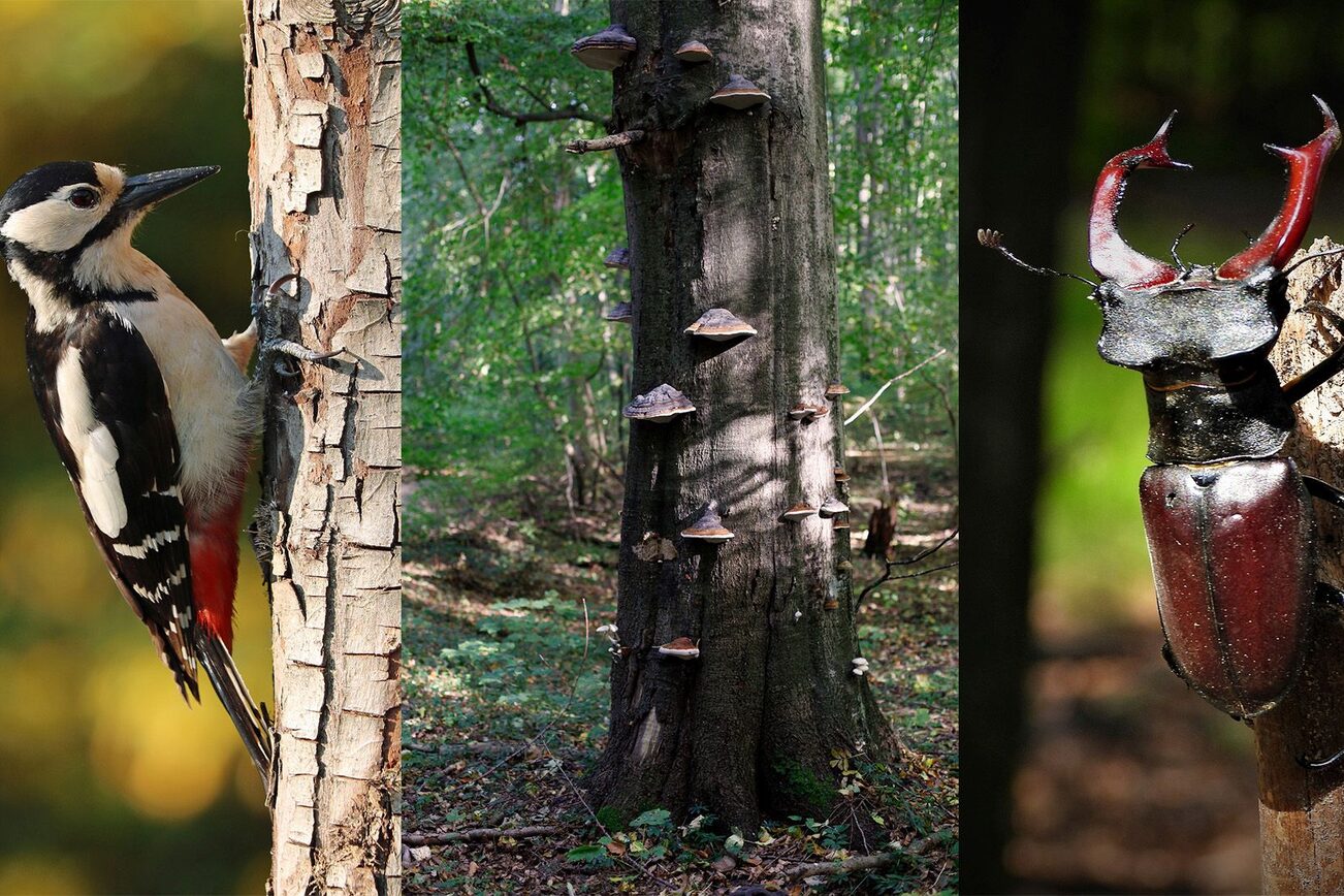 Deadwood sakinleri iş başında