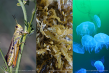 Neuartige Lebensmittel - Heuschrecken, Algen und Quallen