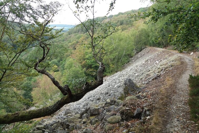 En el bosque primigenio del mañana: Parque Nacional de Hunsrueck-Hochwald